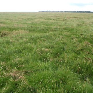 SM4B: Festuca rubra – Juncus gerardii saltmarsh