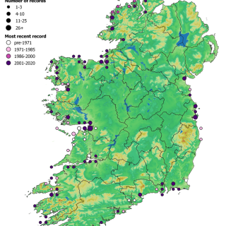 SM4C map: Festuca rubra – Armeria maritima saltmarsh