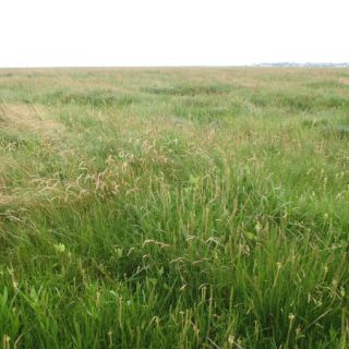 SM4C: Festuca rubra – Armeria maritima saltmarsh