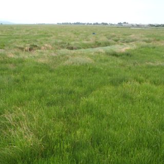 SM4C: Festuca rubra – Armeria maritima saltmarsh
