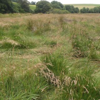 SM4D: Festuca rubra – Plantago maritima saltmarsh