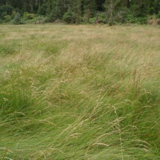 SM4D: Festuca rubra – Plantago maritima saltmarsh
