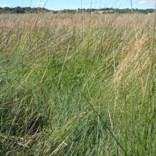SM5A: Juncus maritimus – Festuca rubra saltmarsh
