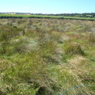 SM5A: Juncus maritimus – Festuca rubra saltmarsh