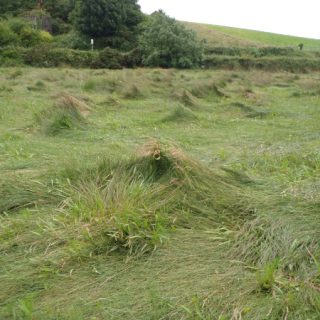 SM5B: Juncus maritimus – Plantago maritima saltmarsh
