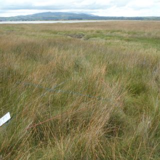 SM5B: Juncus maritimus – Plantago maritima saltmarsh