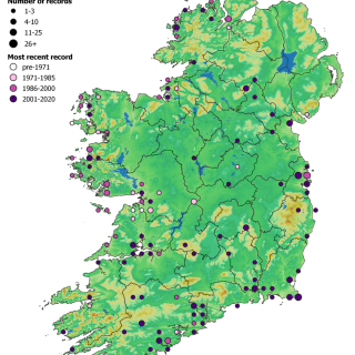 SM6B map: Agrostis stolonifera – Triglochin maritimum grassland