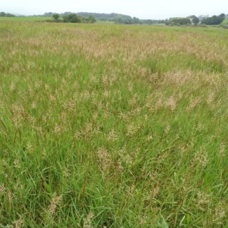 SM6B: Agrostis stolonifera – Triglochin maritimum grassland