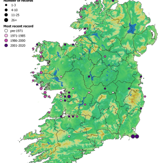 SM6C map: Agrostis stolonifera – Potentilla anserina grassland