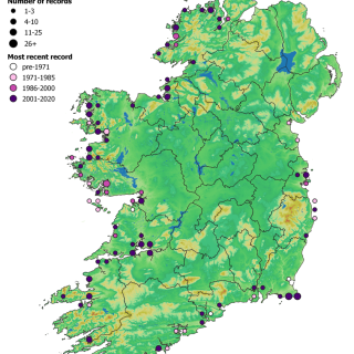 SM6D map: Agrostis stolonifera – Juncus gerardii saltmarsh