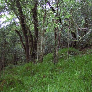 WL1A: Quercus robur – Luzula sylvatica woodland