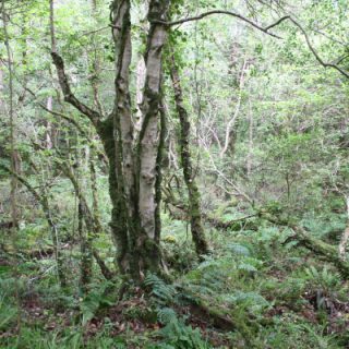 WL1A: Quercus robur – Luzula sylvatica woodland