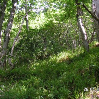 WL1B: Quercus petraea – Luzula sylvatica woodland
