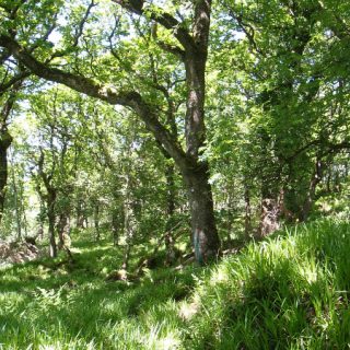 WL1B: Quercus petraea – Luzula sylvatica woodland