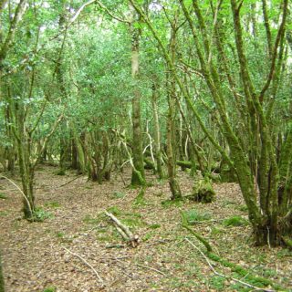 WL1C: Quercus petraea – Corylus avellana woodland
