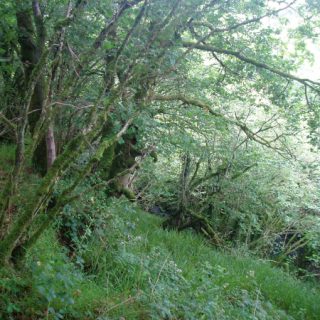 WL1C: Quercus petraea – Corylus avellana woodland