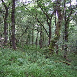 WL1D: Quercus petraea – Vaccinium myrtillus woodland