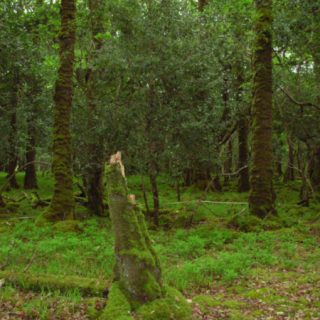 WL1D: Quercus petraea – Vaccinium myrtillus woodland