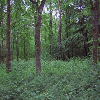 WL2A: Quercus robur – Circaea lutetiana woodland