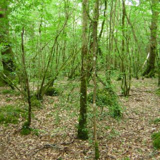 WL2A: Quercus robur – Circaea lutetiana woodland