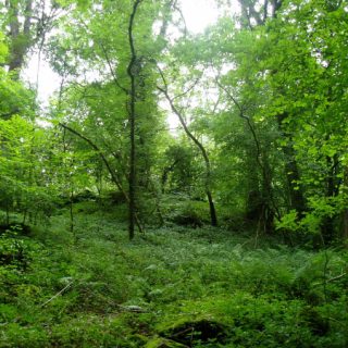 WL2B: Fraxinus excelsior – Geum urbanum woodland