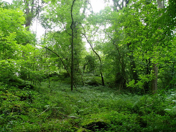 WL2B Fraxinus excelsior – Geum urbanum woodland – National Biodiversity ...