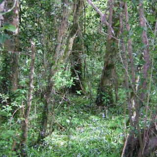 WL2B: Fraxinus excelsior – Geum urbanum woodland