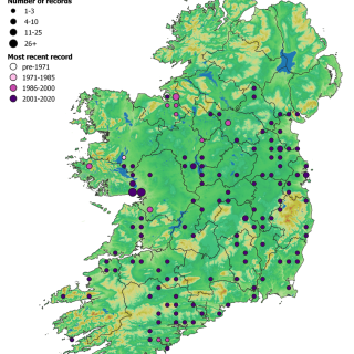 WL2C map: Fraxinus excelsior – Acer pseudoplatanus woodland