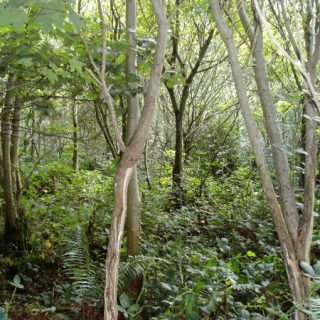 WL2C: Fraxinus excelsior – Acer pseudoplatanus woodland