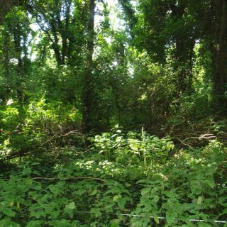 WL2C: Fraxinus excelsior – Acer pseudoplatanus woodland