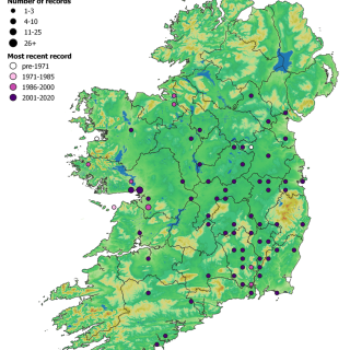 WL2D map: Fagus sylvatica – Hedera helix woodland