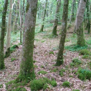 WL2D: Fagus sylvatica – Hedera helix woodland