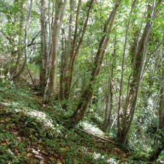 WL2D: Fagus sylvatica – Hedera helix woodland