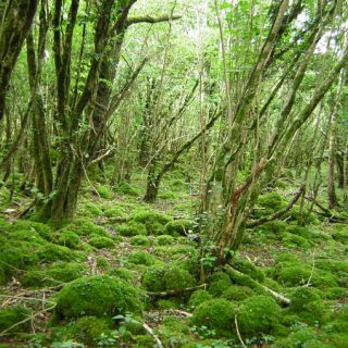 WL2E: Corylus avellana – Potentilla sterilis woodland