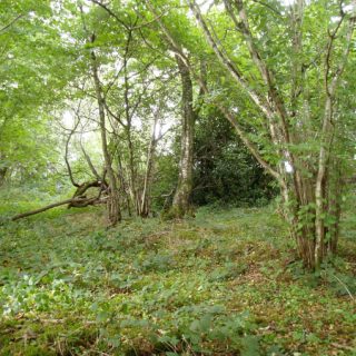 WL2E: Corylus avellana – Potentilla sterilis woodland