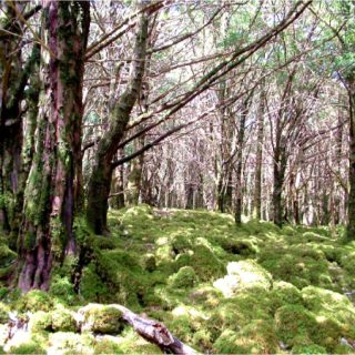 WL2F: Taxus baccata – Ilex aquifolium woodland
