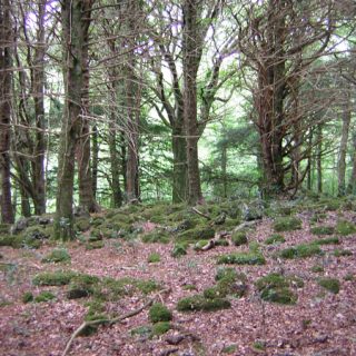 WL2F: Taxus baccata – Ilex aquifolium woodland