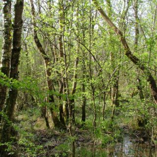 WL3A: Fraxinus excelsior – Galium palustre woodland