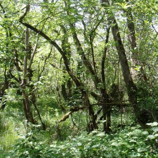 WL3A: Fraxinus excelsior – Galium palustre woodland