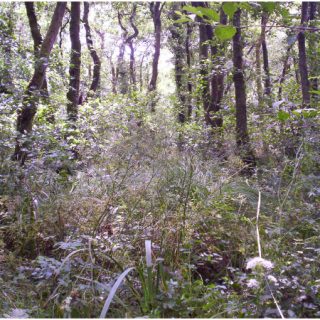 WL3B: Alnus glutinosa – Ranunculus repens woodland