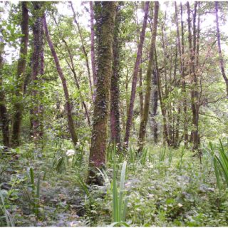 WL3B: Alnus glutinosa – Ranunculus repens woodland
