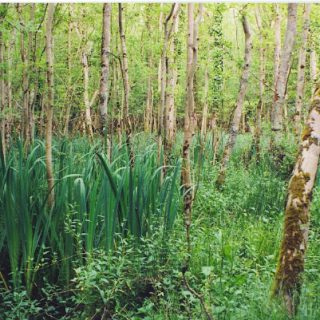WL3C: Fraxinus excelsior – Iris pseudacorus woodland