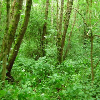 WL3C: Fraxinus excelsior – Iris pseudacorus woodland