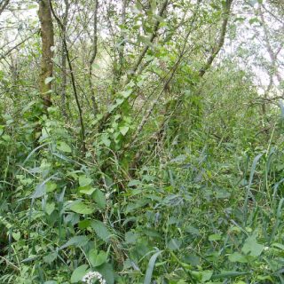 WL3D: Salix cinerea – Urtica dioica woodland