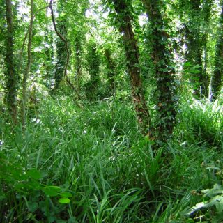 WL3D: Salix cinerea – Urtica dioica woodland