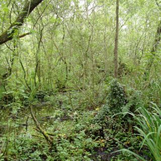 WL3E: Salix cinerea – Galium palustre woodland