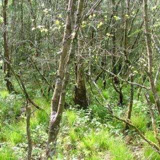 WL3E: Salix cinerea – Galium palustre woodland