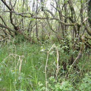 WL3F: Salix cinerea – Phalaris arundinacea woodland