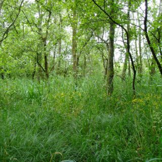 WL3F: Salix cinerea – Phalaris arundinacea woodland