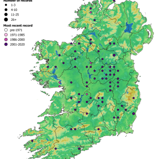 WL4A map: Betula pubescens – Vaccinium myrtillus woodland